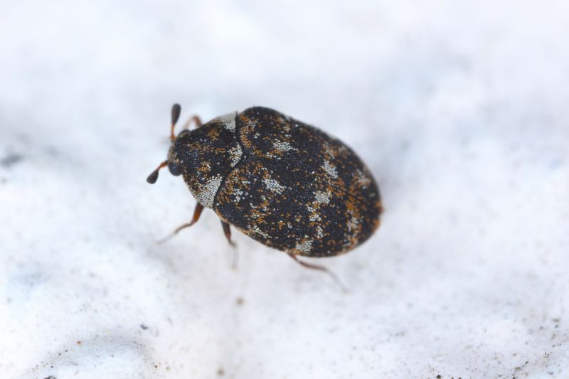 Carpet Beetle Removal in Charlotte, NC