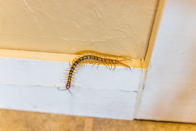 Centipede Extermination in Charlotte, NC
