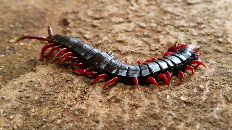 Centipede Extermination in Charlotte, NC