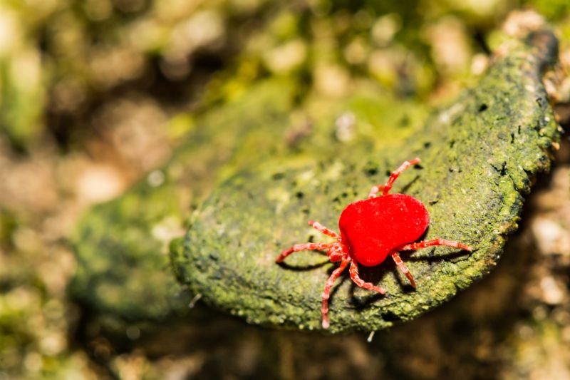 Chigger Extermination in Charlotte, NC