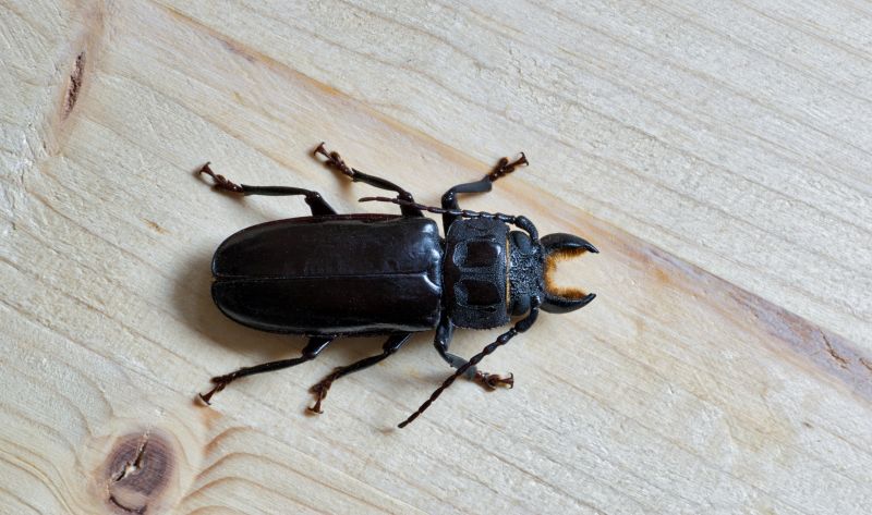 Chigger Extermination in Charlotte, NC