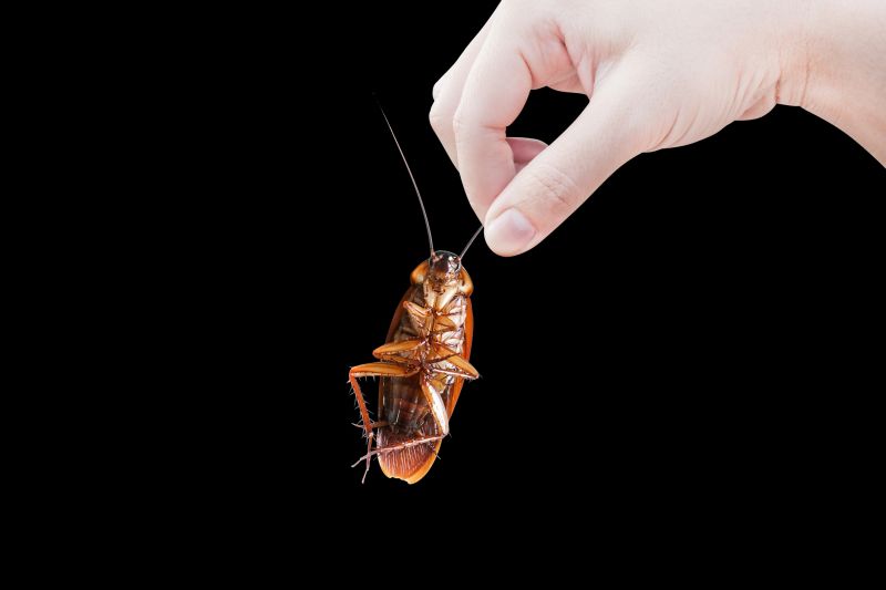 Cockroach Control Service in Charlotte, NC