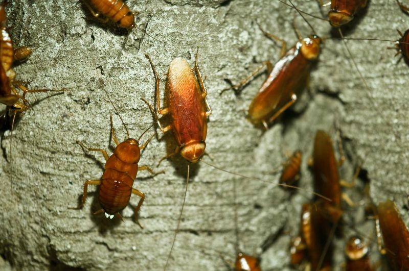 Cockroach Fumigation Service in Cabarrus County, NC