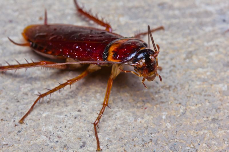 Cockroach Fumigation Service in Cornelius, NC