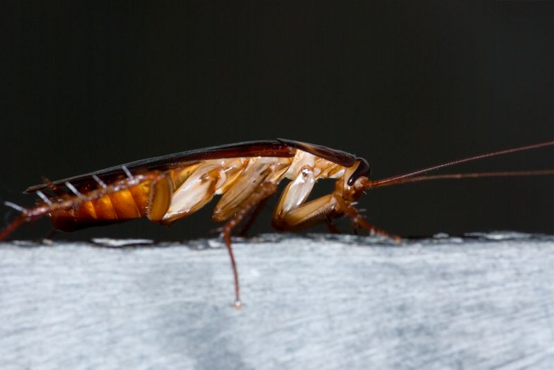 Cockroach Fumigation Service in Mooresville, NC