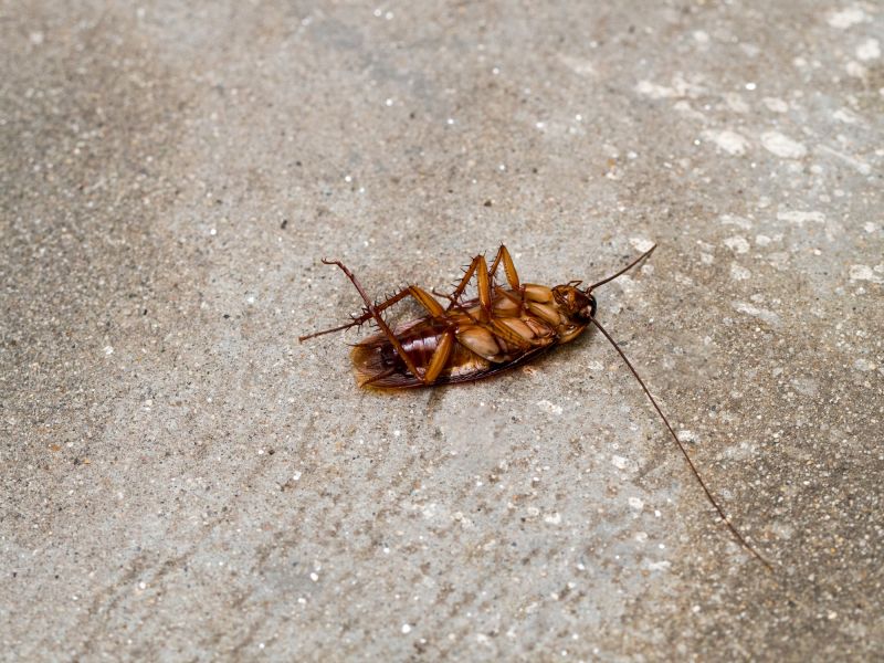 Cockroach Fumigation Service in Mooresville, NC