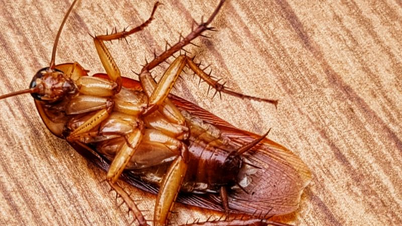 Cockroach Fumigation Service in Mount Holly, NC