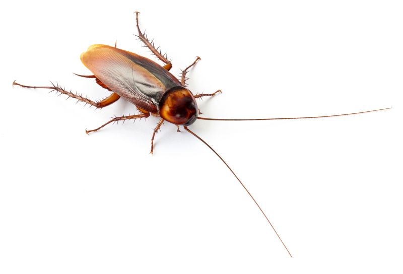 Cockroach Fumigation Service in Rock Hill, SC
