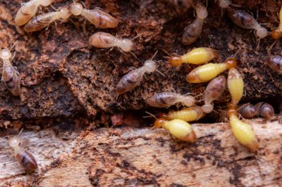Commercial Termite Prevention in Kannapolis, NC