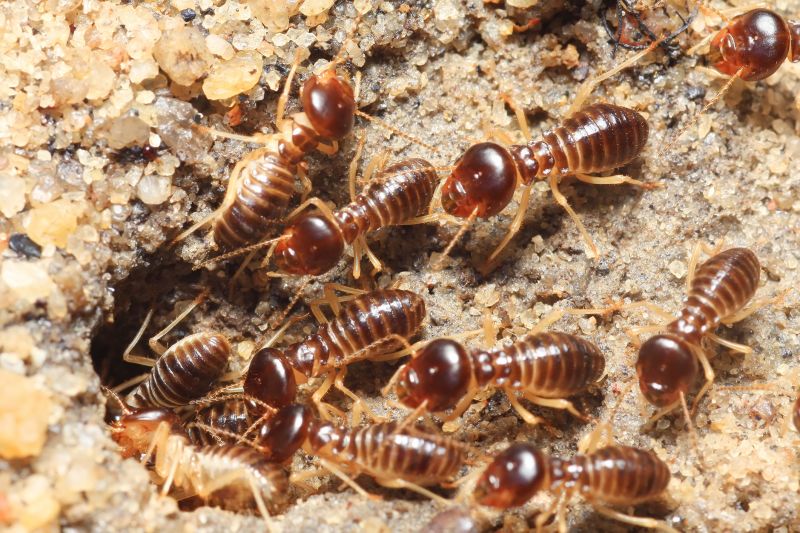 Commercial Termite Prevention in Midland, NC