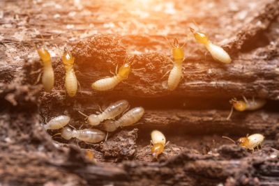 Commercial Termite Treatment in Charlotte, NC