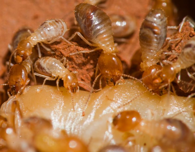 Commercial Termite Treatment in Locust, NC