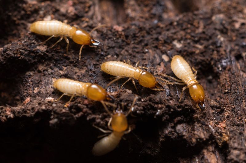 Commercial Termite Treatment in Mecklenburg County, NC