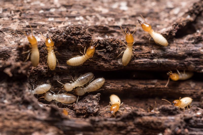 Commercial Termite Treatment in Union County, NC