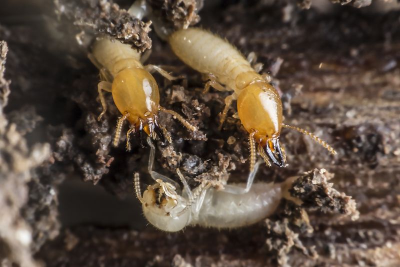Commercial Termite Treatment in York County, SC