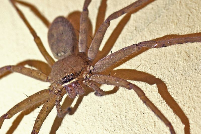 Common Spiders Extermination in Charlotte, NC