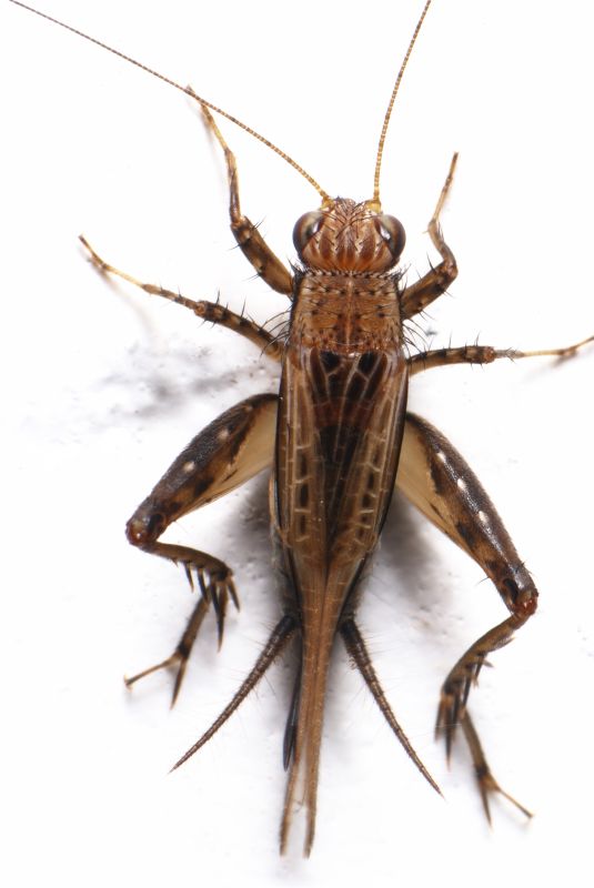 Cricket Control Service in Belmont, NC