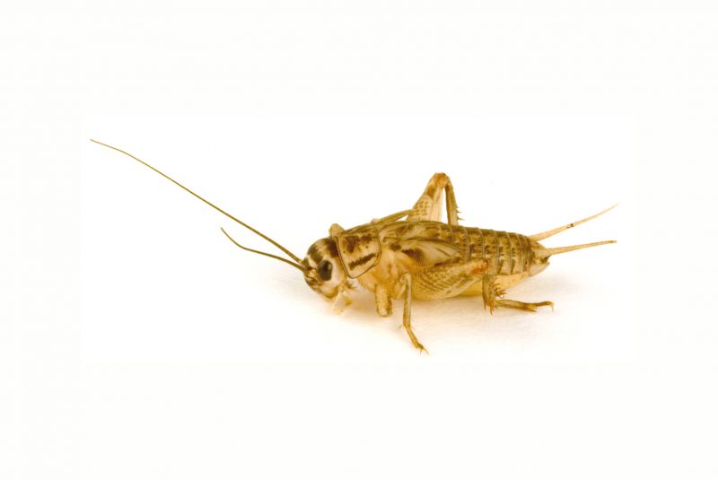Cricket Control Service in Davidson, NC