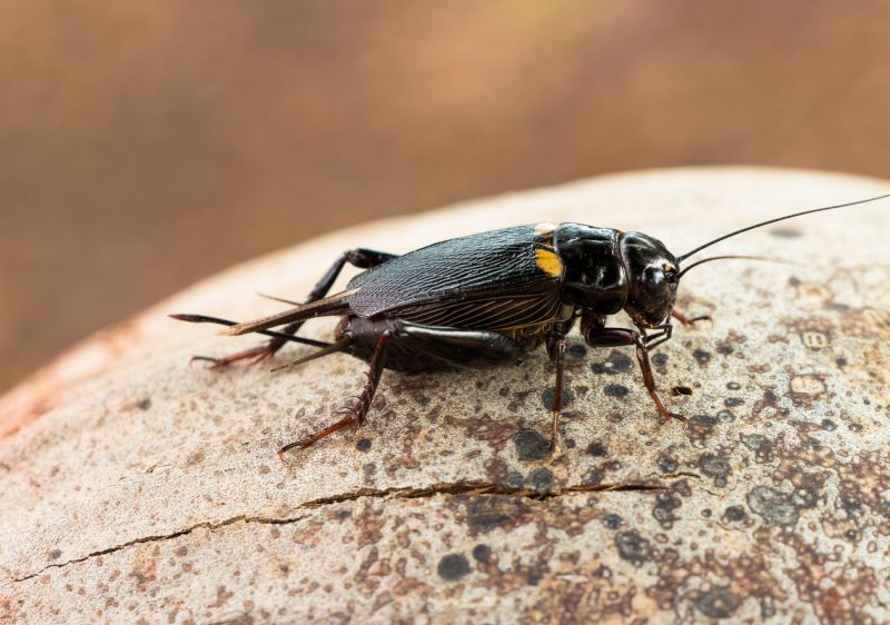 Cricket Control Service in Indian Trail, NC