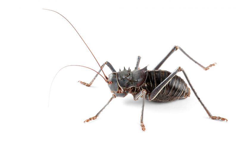Cricket Control Service in Locust, NC