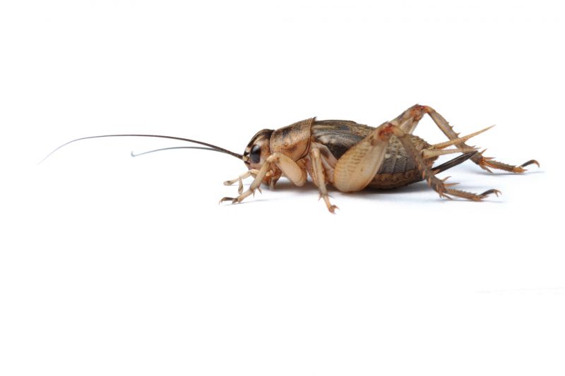 Cricket Control Service in Matthews, NC