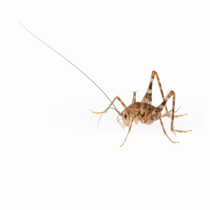 Cricket Control Service in Midland, NC