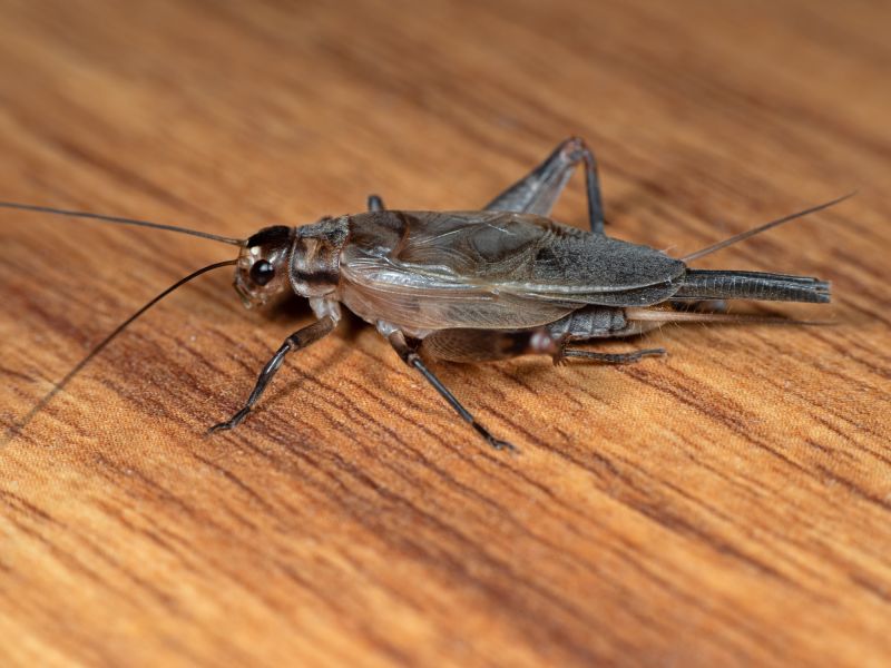 Cricket Control Service in Mooresville, NC
