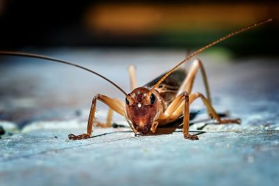 Cricket Control Service in Mooresville, NC