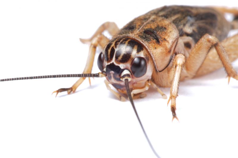 Cricket Control Service in Mount Holly, NC