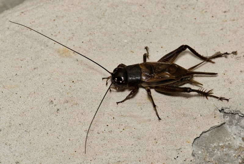 Cricket Control Service in Mount Pleasant, NC