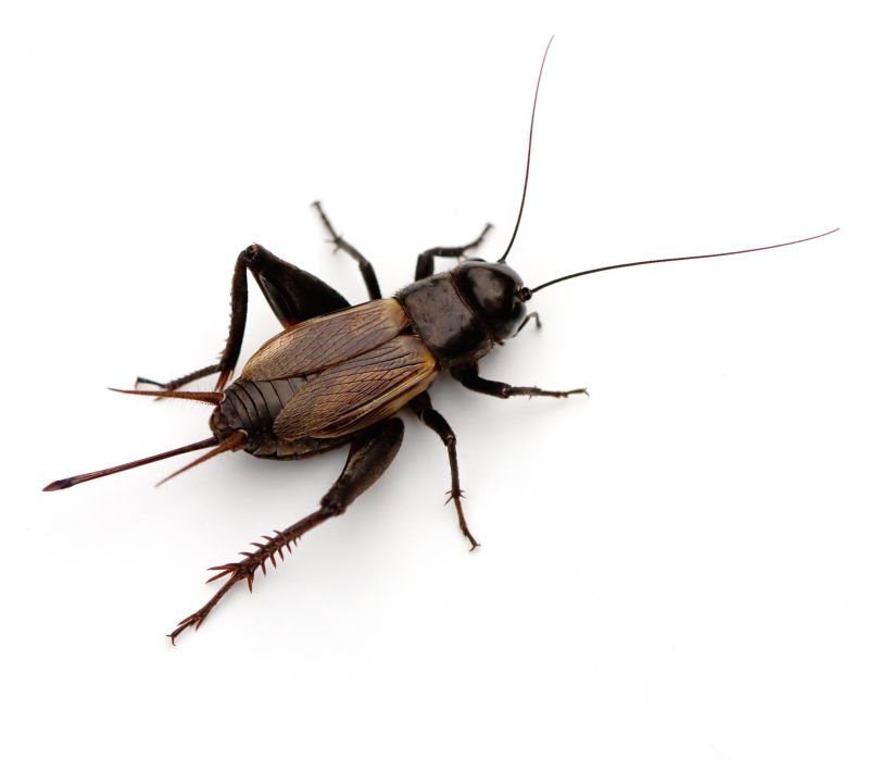 Cricket Control Service in Union County, NC