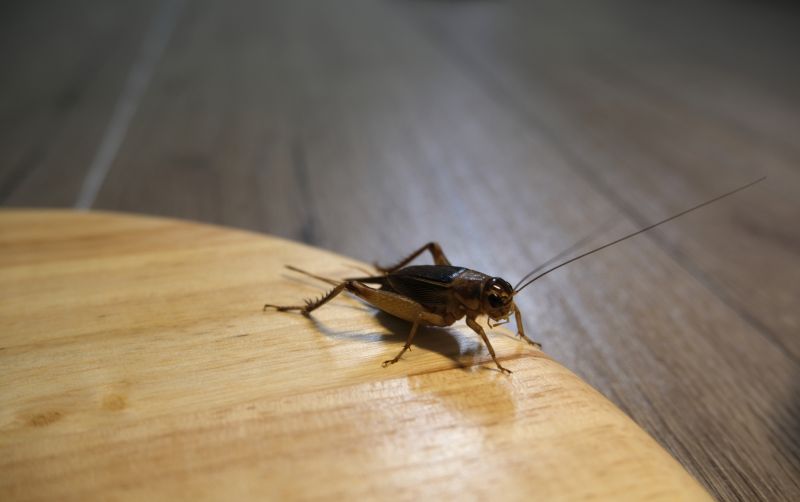 Cricket Removal Service in Clover, SC
