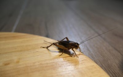 Cricket Removal Service in Denver, NC
