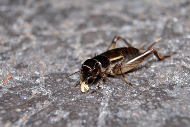 Cricket Removal Service in Kannapolis, NC