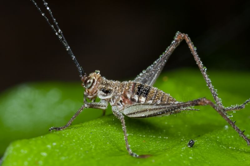Cricket Removal Service in Kannapolis, NC