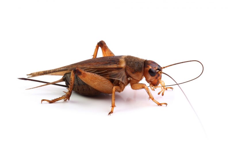 Cricket Removal Service in Charlotte, NC