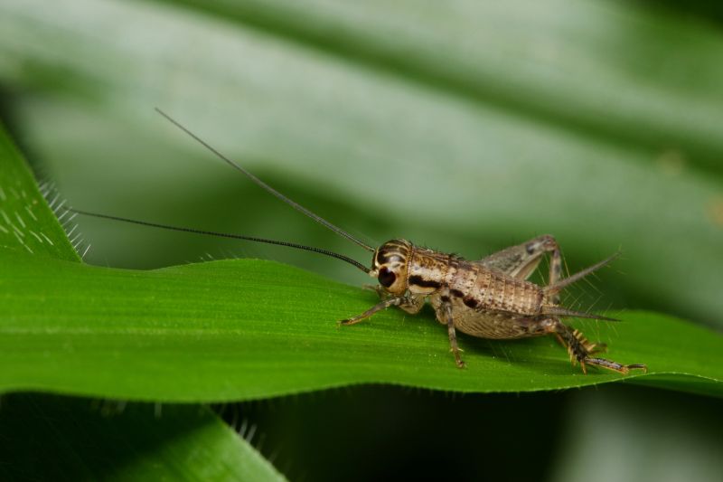 Cricket Removal Service in Locust, NC