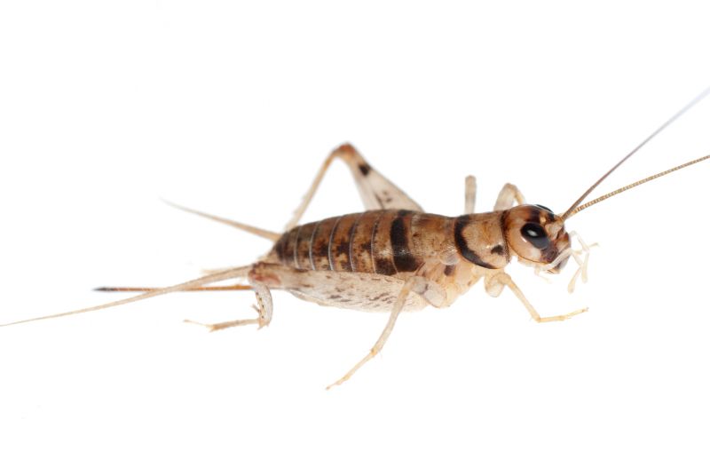 Cricket Removal Service in Locust, NC