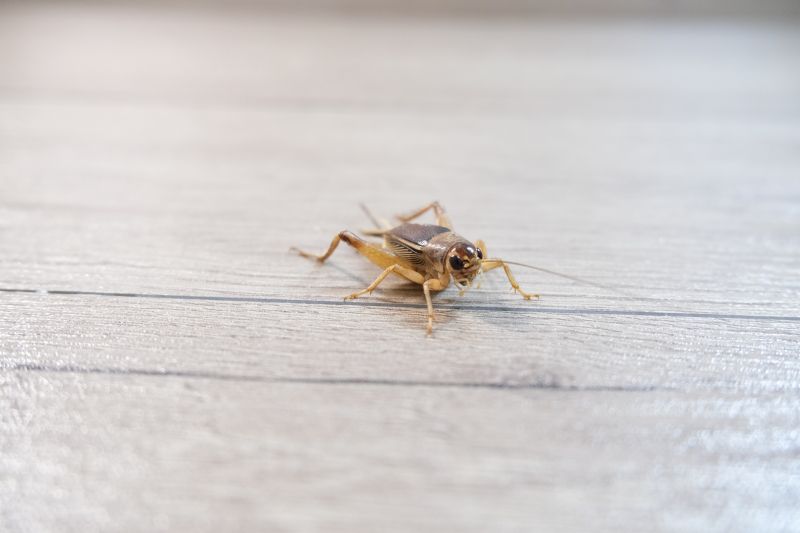 Cricket Removal Service in Mount Holly, NC