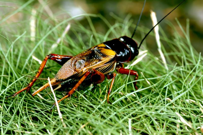 Cricket Removal Service in Mount Holly, NC