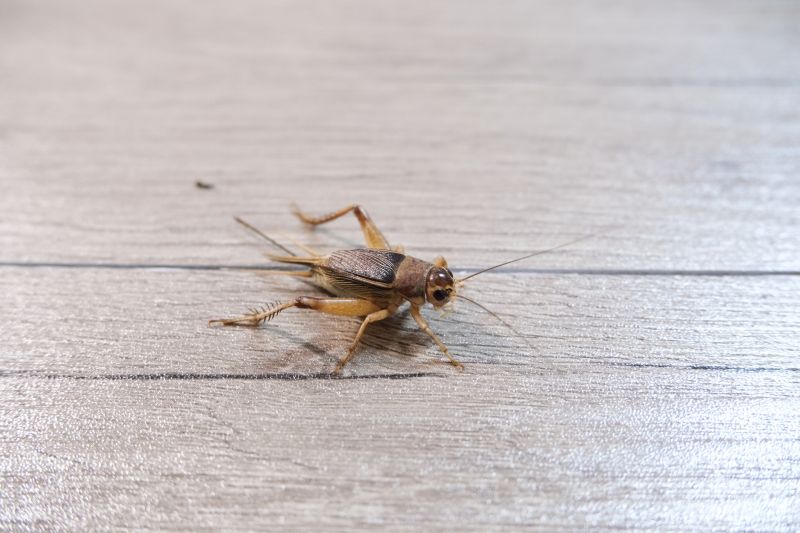 Cricket Removal Service in Rock Hill, SC