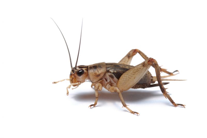 Cricket Removal Service in Rock Hill, SC