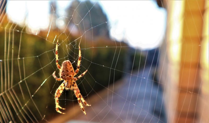 Cross Spider Extermination in Charlotte, NC