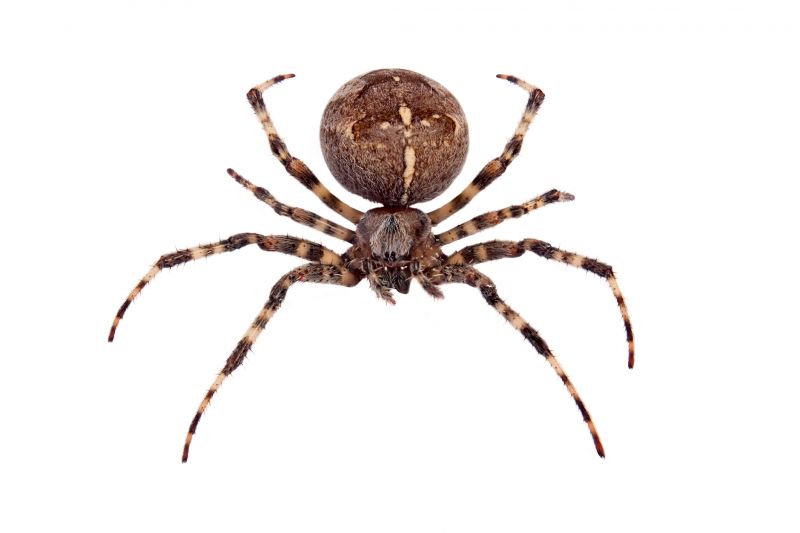 Cross Spider Extermination in Charlotte, NC