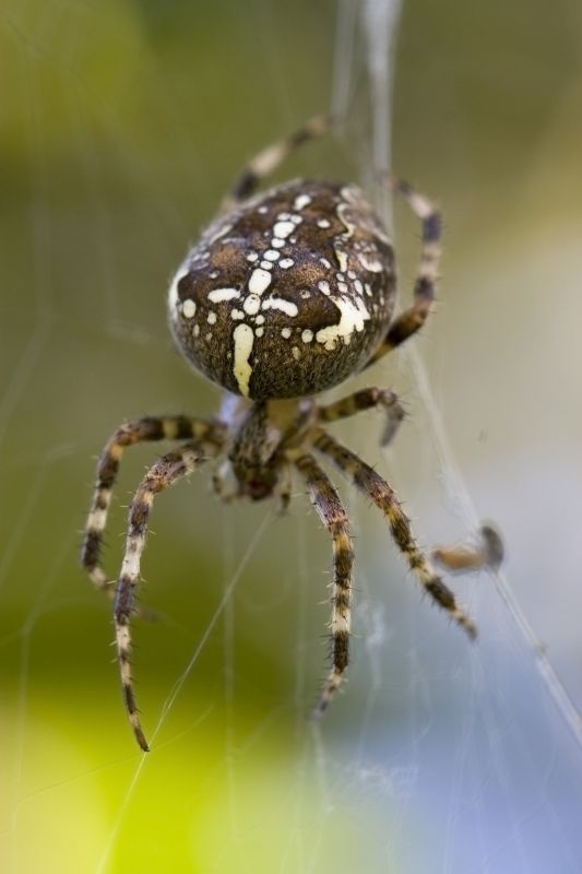 Cross Spider Extermination in Charlotte, NC