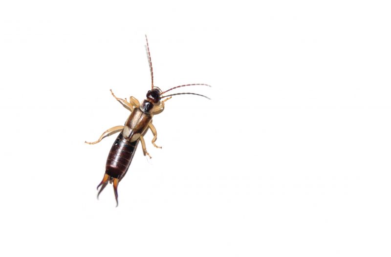 Earwig Extermination in Charlotte, NC