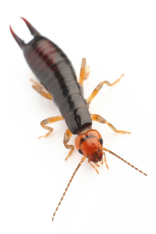 Earwig Extermination in Charlotte, NC