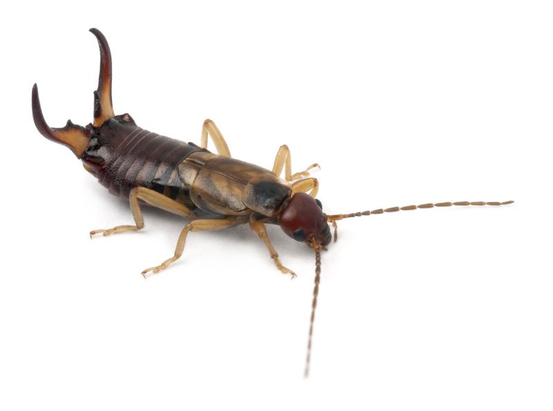 Earwig Extermination in Charlotte, NC