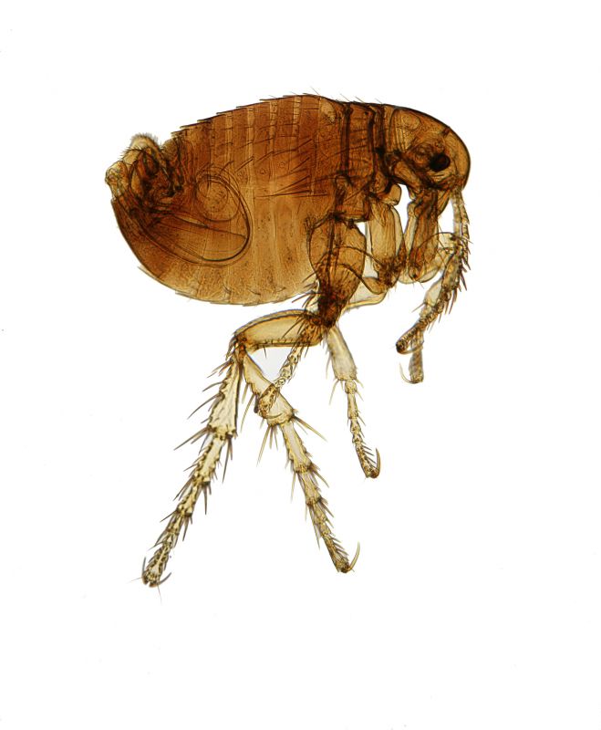 Flea Extermination in Cornelius, NC