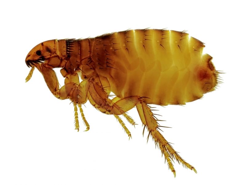 Flea Extermination in Mount Holly, NC